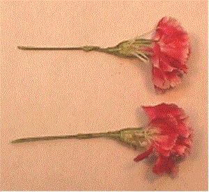 split Carnation